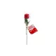 Rose chocolat